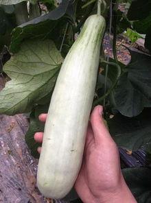 吃网红的瓜犯法吗,吃瓜需谨慎，违法风险知多少？