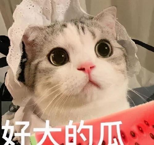 网红吃瓜大猩猩是真的吗,真相揭秘，网络奇观背后的故事