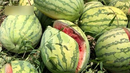 西安同城吃瓜最新爆料,揭秘同城热点事件幕后真相