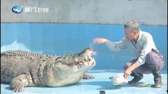 网红吃瓜鳄鱼是真的吗,真相揭秘还是炒作？